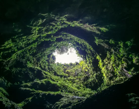 Pode colocar cinzas de carvão nas plantas?