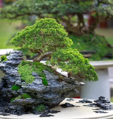 Qual é o bonsai mais antigo do mundo?