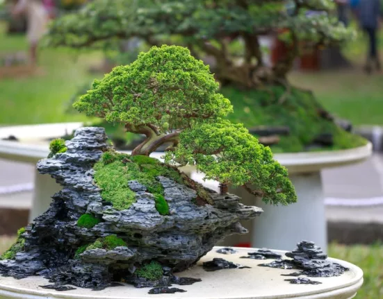 Qual é o bonsai mais antigo do mundo?