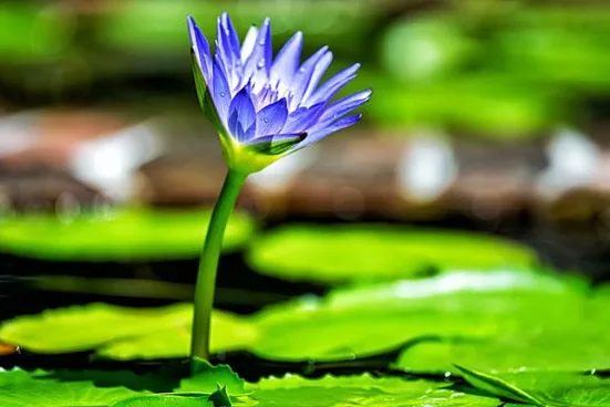 Pode jogar água com sal nas plantas?