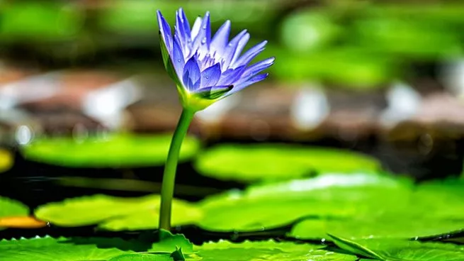 Pode jogar água com sal nas plantas?